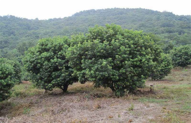 乌梅种植注意些什么