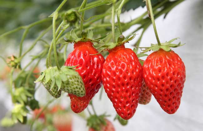 草莓春季管理方法技巧