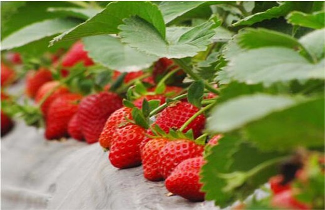 草莓春季管理方法技巧