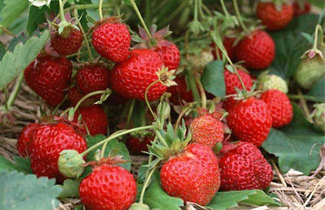 怎么预防草莓早衰