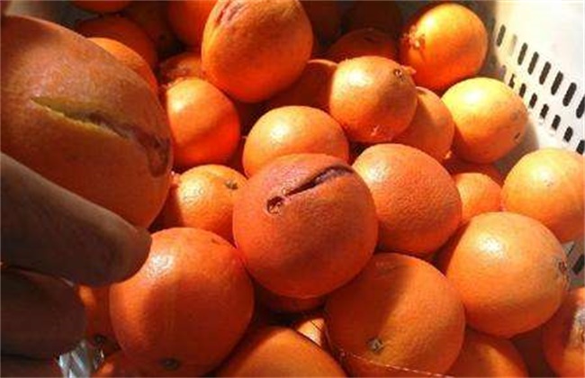 脐橙裂果原因及防治办法