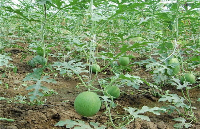 西瓜种植要要注意些什么