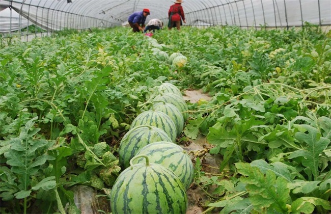 西瓜种植要要注意些什么