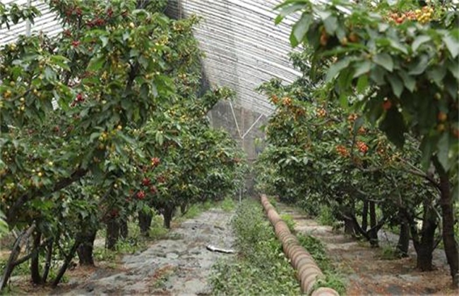 大棚种植樱桃注意些什么