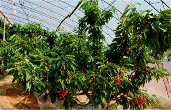 大棚种植樱桃注意些什么