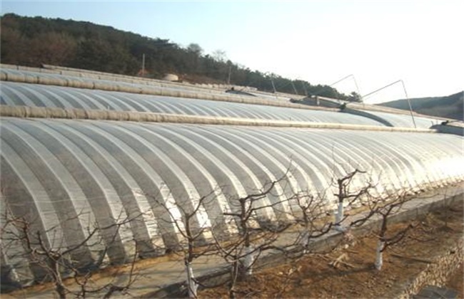大棚种植樱桃注意些什么
