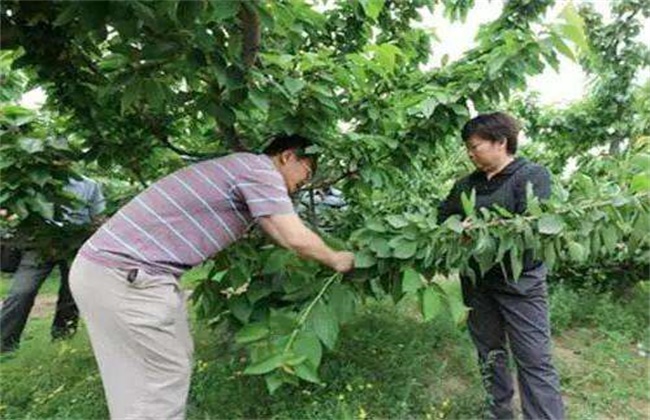 樱桃树环剥注意些什么