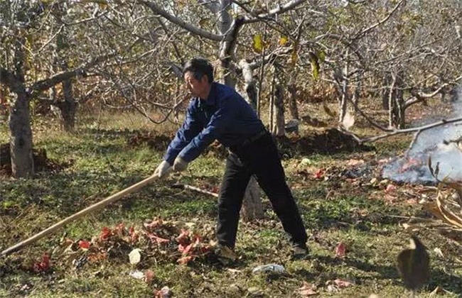 苹果春季清园注意些什么