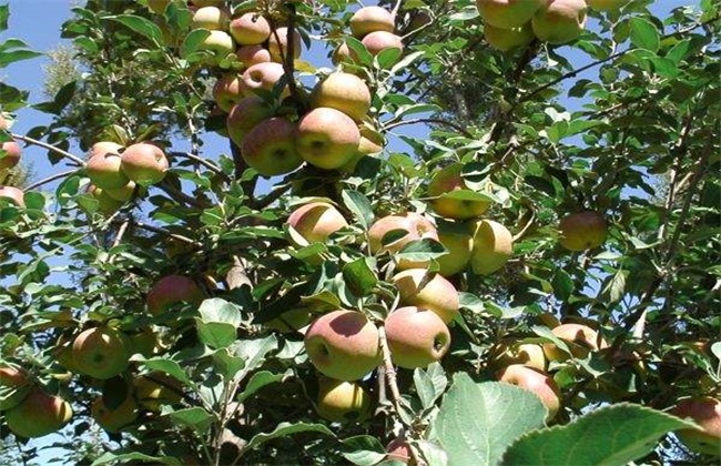 苹果梨怎么种