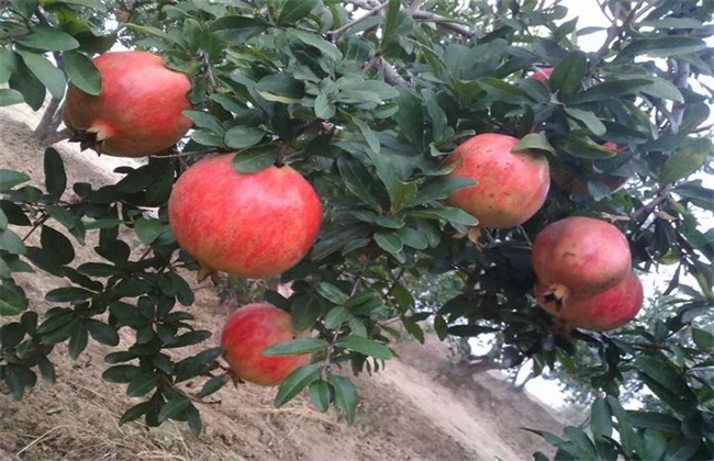 软籽石榴种植的注意些什么