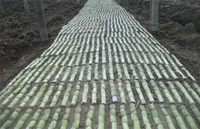 甘蔗蔗种的处理办法