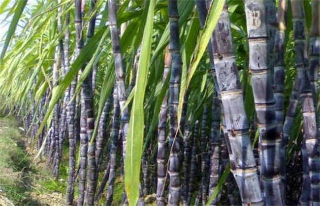 甘蔗蔗种的处理办法