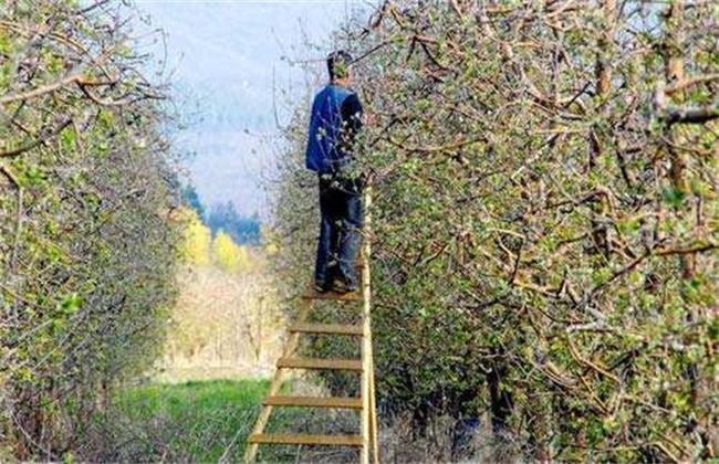 苹果树生长失衡怎么修剪