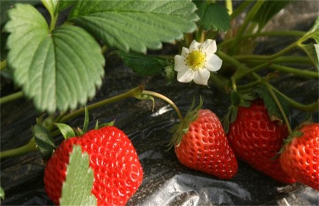 草莓茎秆、花瓣发红解决办法