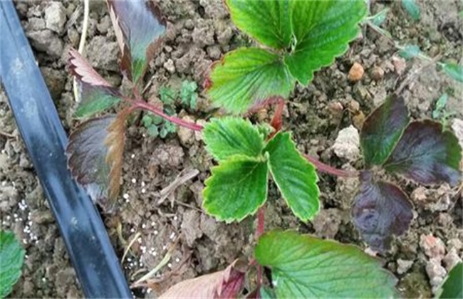 草莓茎秆、花瓣发红解决办法