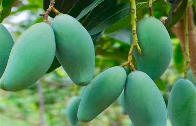 芒果采收后怎么管理
