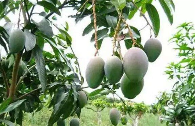 芒果采收后怎么管理