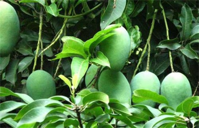芒果采收后怎么管理