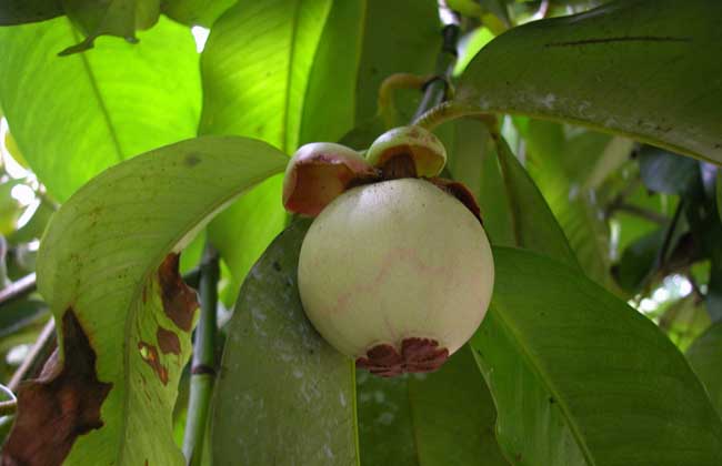 山竹种植要要注意什么