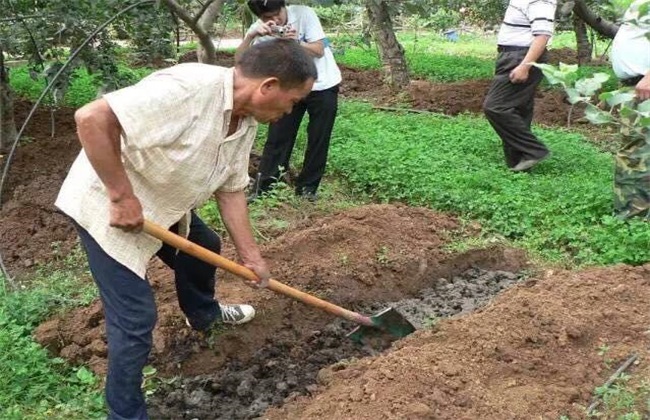 苹果采收以后需要怎么管理