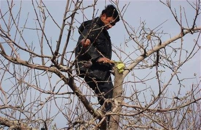 苹果采收以后需要怎么管理