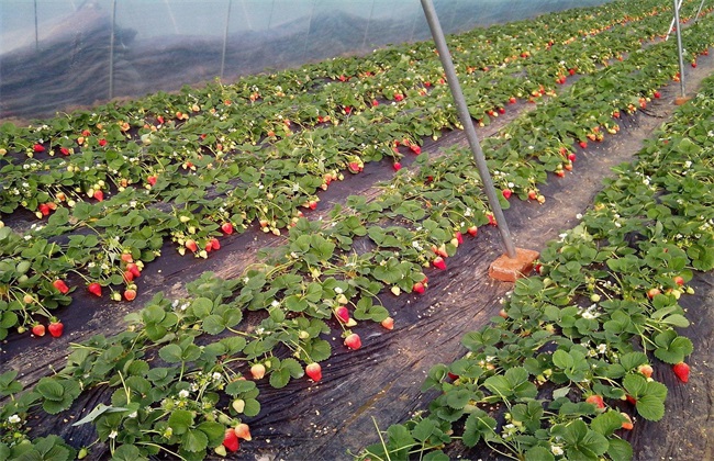 草莓花期管理技术方法技巧