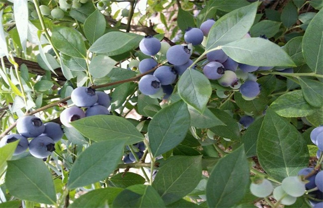 蓝莓种植条件