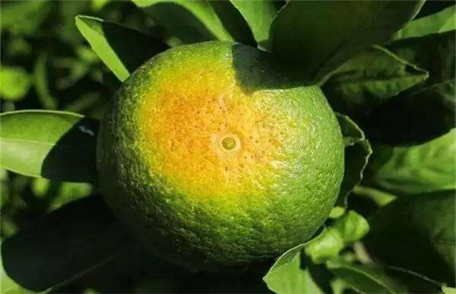 柑橘日灼病的防治办法