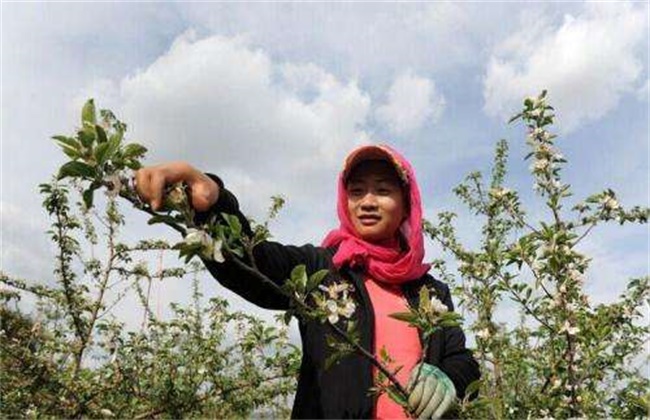 李子的疏花疏果办法