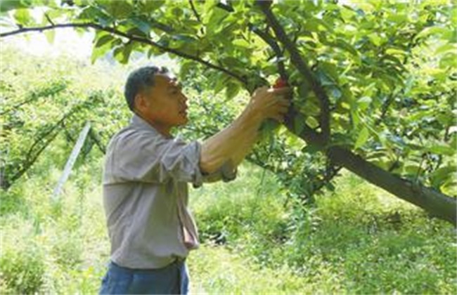 李子的疏花疏果办法