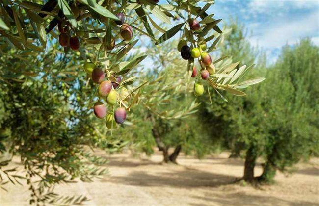 橄榄树的育苗技术