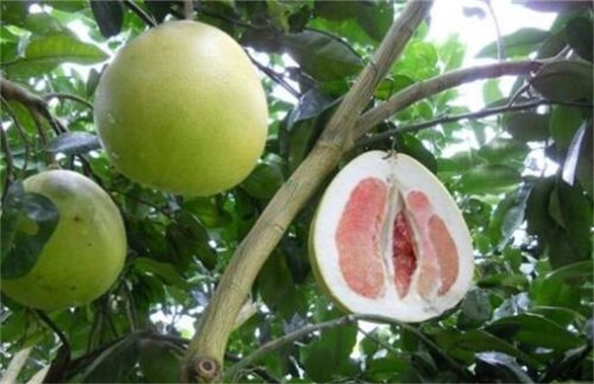 柚子种植的注意些什么
