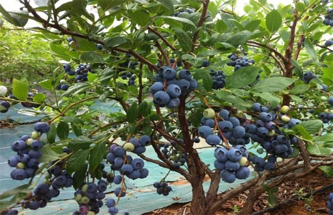蓝莓种植的注意些什么