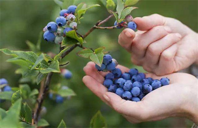 蓝莓扦插繁殖技术