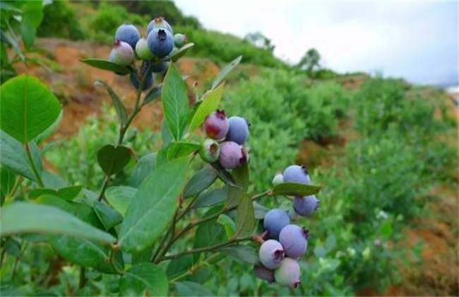 蓝莓种植的注意些什么