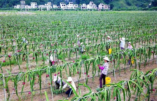 火龙果的施肥办法