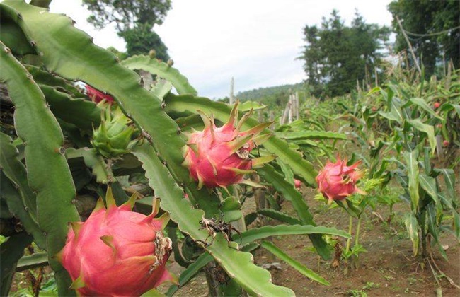 火龙果的施肥办法