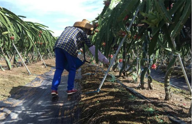 火龙果的施肥办法