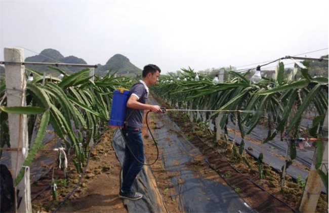 火龙果的施肥办法