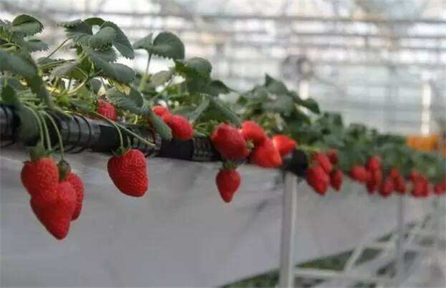草莓繁殖办法