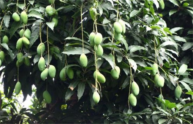 芒果保花保果的办法