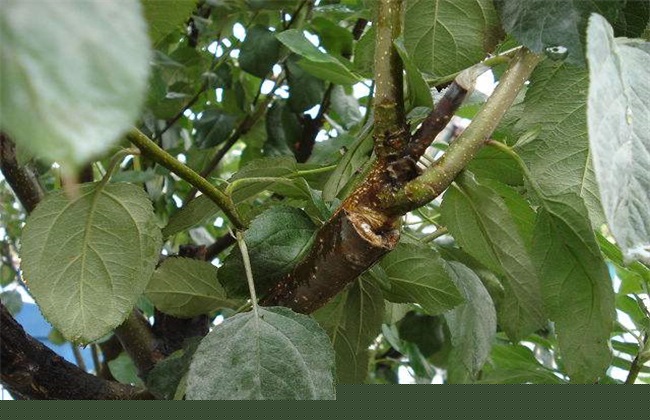 关系苹果嫁接成活的原因