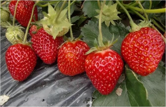 草莓对环境条件的需要求