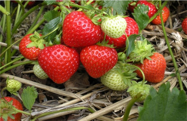 草莓对环境条件的需要求