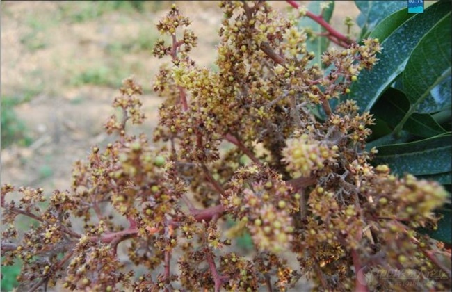 芒果经常遇见病虫害的防治办法