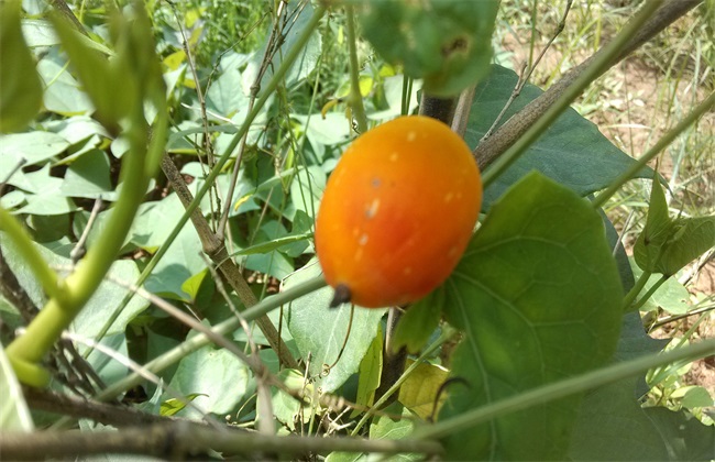 红参果的种植技术