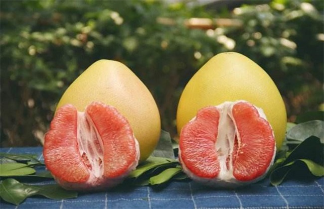 种植红肉蜜柚的管理方法技巧