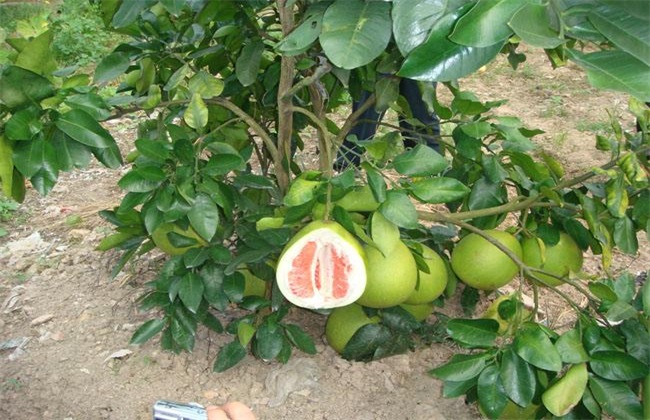 种植红肉蜜柚的管理方法技巧