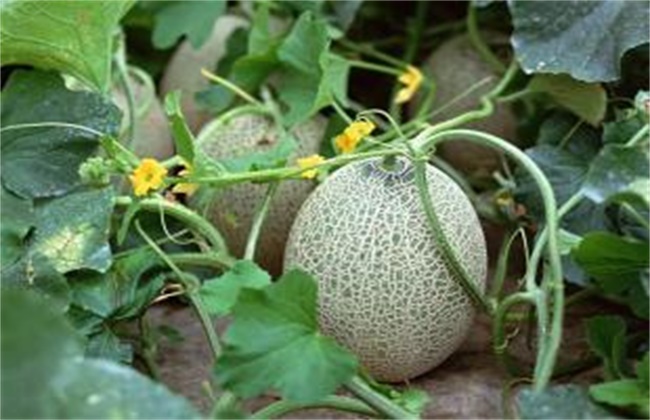哈密瓜的种植注意些什么