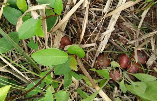 野地瓜的种植技术